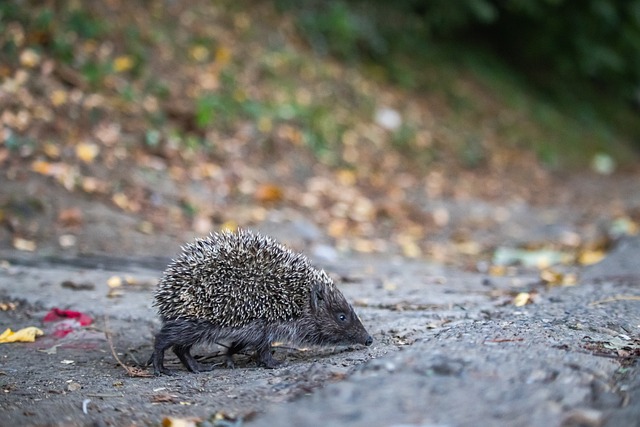 后续应通过 后续应通过